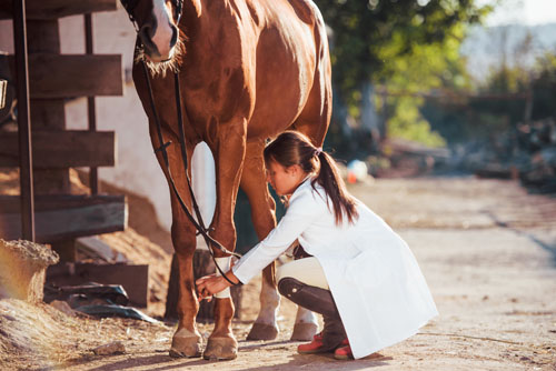 Doctor examing horses legs